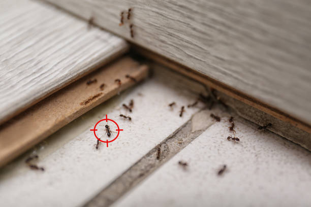 Best Affordable Exterminators  in Waldron, AR